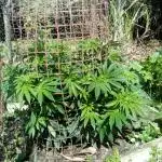 OG Kush, Fast Version, Kiwi Organic