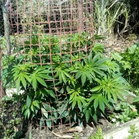 OG Kush, Fast Version, Kiwi Organic