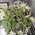 Blackberry Moonrocks Kiwi Organic Grown