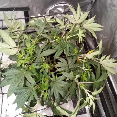 Blackberry Moonrocks Kiwi Organic Grown