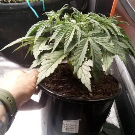 Sour Mac F1 (Kiwi, Organic Grown)