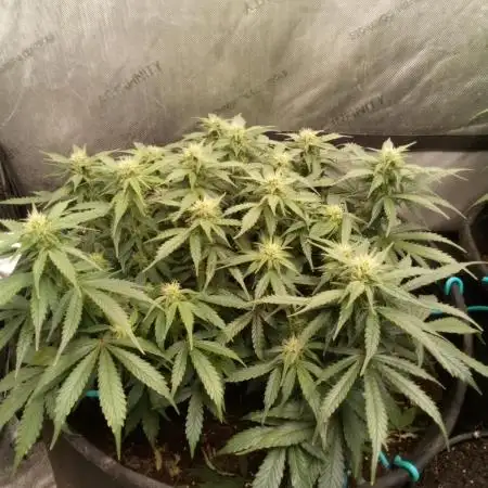 Zkittlez Autoflower -Kiwi, Organic Grown