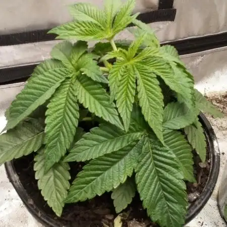 OG Kush, Fast Version, Kiwi Organic