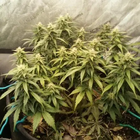 GG#4 Original Glue Auto (Kiwi, Organic)