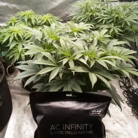 Sour Mac F1 (Kiwi, Organic Grown)