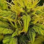 Zkittlez Autoflower -Kiwi, Organic Grown