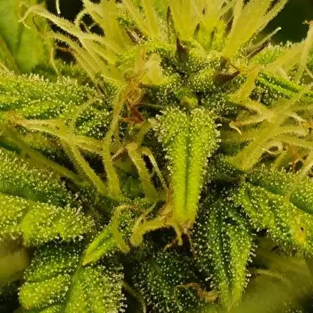Zkittlez Autoflower -Kiwi, Organic Grown