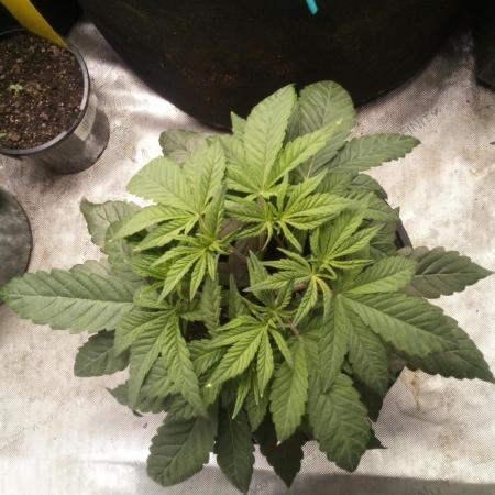 Blackberry Moonrocks Kiwi Organic Grown