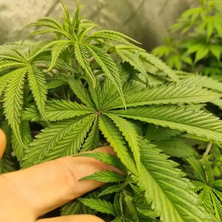 Hulk Zombie (Kiwi bred, Organic Grown)
