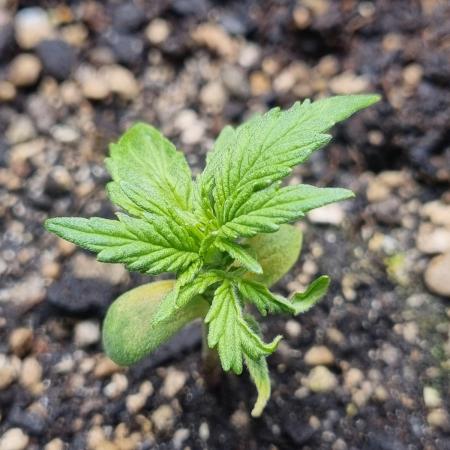 Choco Thai Auto (Kiwi, Organic Grow)