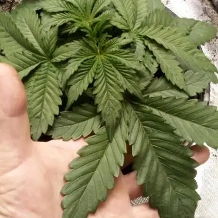 Hulk Zombie (Kiwi bred, Organic Grown)