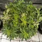 Wedding Gelato (Organic, Kiwi bred)