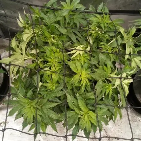 Wedding Gelato (Organic, Kiwi bred)