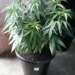 Pineapple Express (Kiwi, Organic Grown)