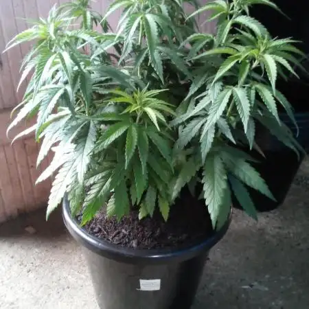 Pineapple Express (Kiwi, Organic Grown)