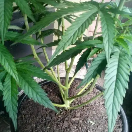 Pineapple Express (Kiwi, Organic Grown)