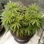 Sour Mac F1 (Kiwi, Organic Grown)