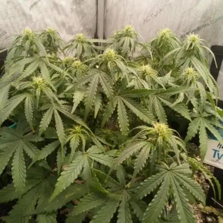Zkittlez Autoflower -Kiwi, Organic Grown