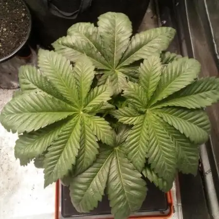 Schnapple Berry Kiwi Bred, Organic Grown