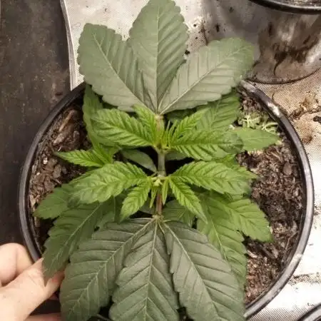 Blackberry Moonrocks Kiwi Organic Grown