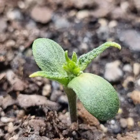 Choco Thai Auto (Kiwi, Organic Grow)