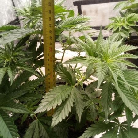 DDos#33 Kiwi, Organic, Grow!
