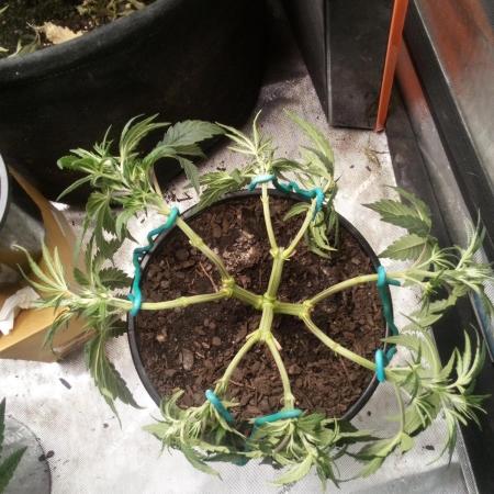 Sour Mac F1 (Kiwi, Organic Grown)