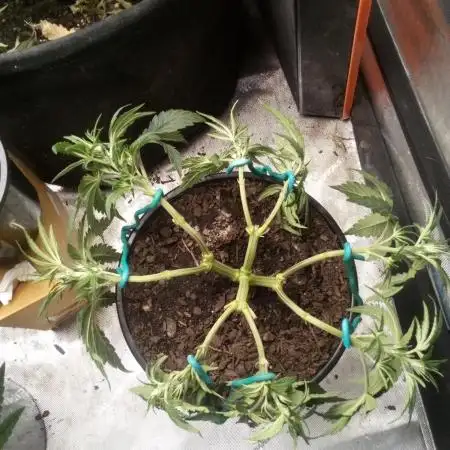 Sour Mac F1 (Kiwi, Organic Grown)