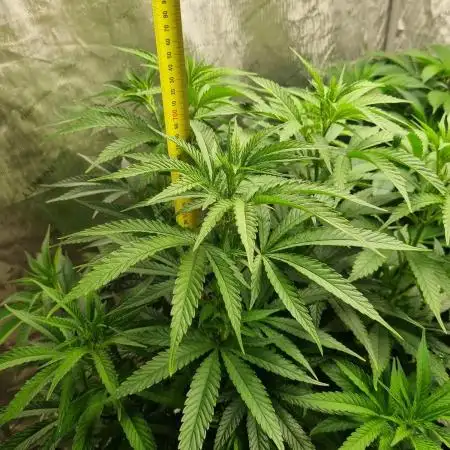 Pineapple Express (Kiwi, Organic Grown)