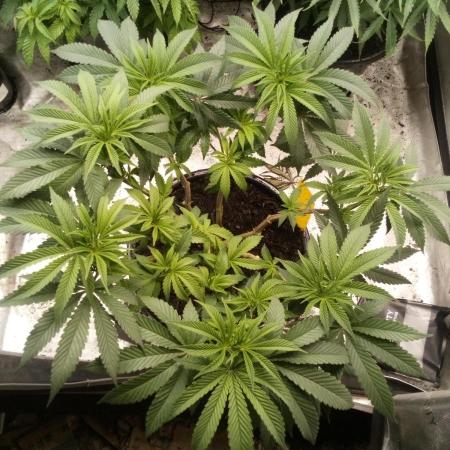 Blackberry Moonrocks Kiwi Organic Grown