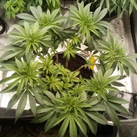 Blackberry Moonrocks Kiwi Organic Grown