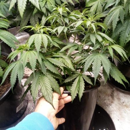 DDos#33 Kiwi, Organic, Grow!