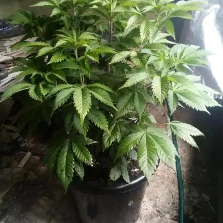 Schnapple Berry Kiwi Bred, Organic Grown