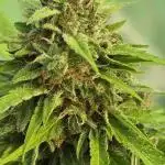 Cannabis manager