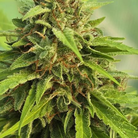 Cannabis manager