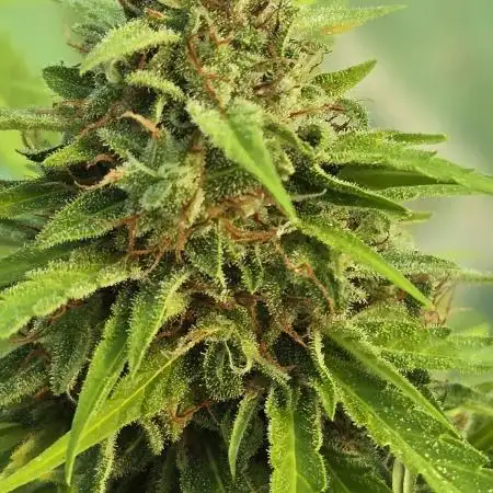 Cannabis manager