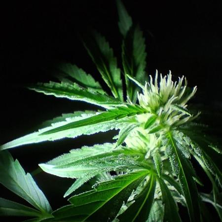 Banana Daddy Auto