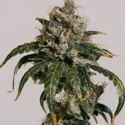 Maui Wowie