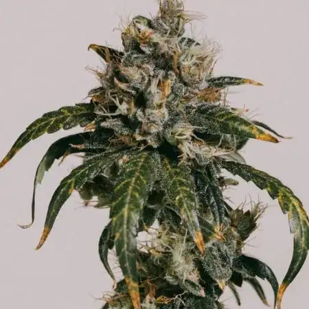 Maui Wowie