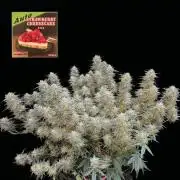 Strawberry Chessecake