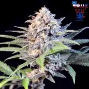Goodfather F1