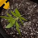 First Grow!