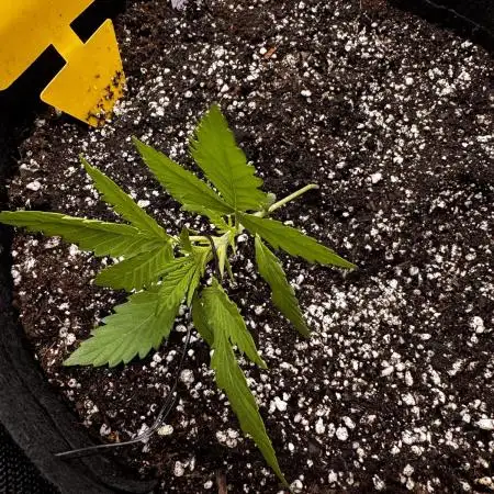 First Grow!