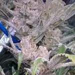 Permanent Jealousy || Pineapple Slush