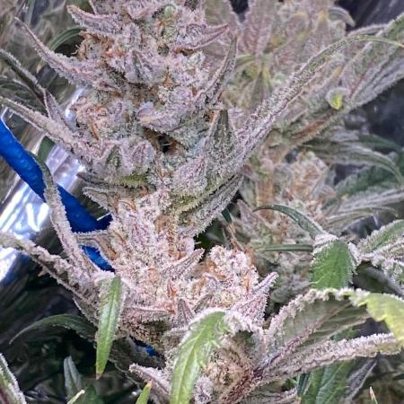 Permanent Jealousy || Pineapple Slush