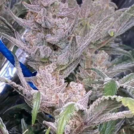 Permanent Jealousy || Pineapple Slush