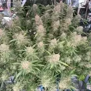 Diablos Delight Auto (SweetSeeds)