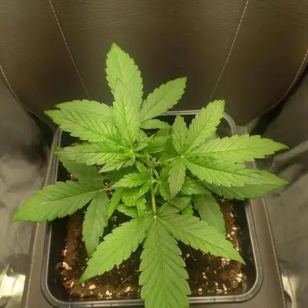 Amnesia Haze Auto - First indoor grow