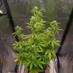 Amnesia Haze Auto - First indoor grow