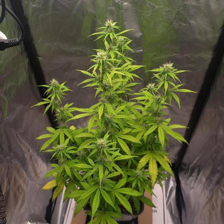 Amnesia Haze Auto - First indoor grow